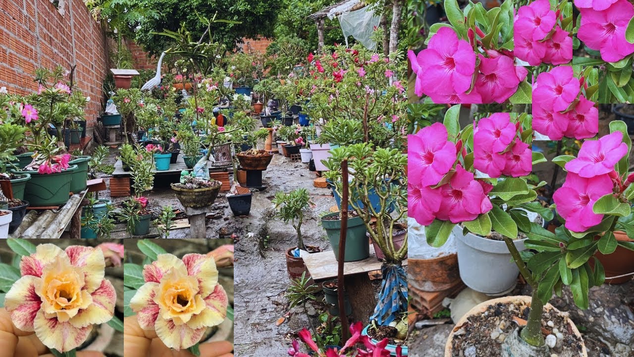 #rosadodeserto : olha como estão lindas criadas na chuva 🌧️colírio para os olhos #flores #terapia