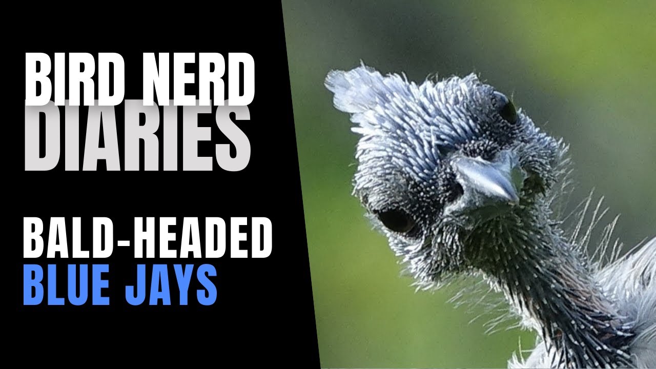 Bald-headed Jays | Bird Nerd Diaries