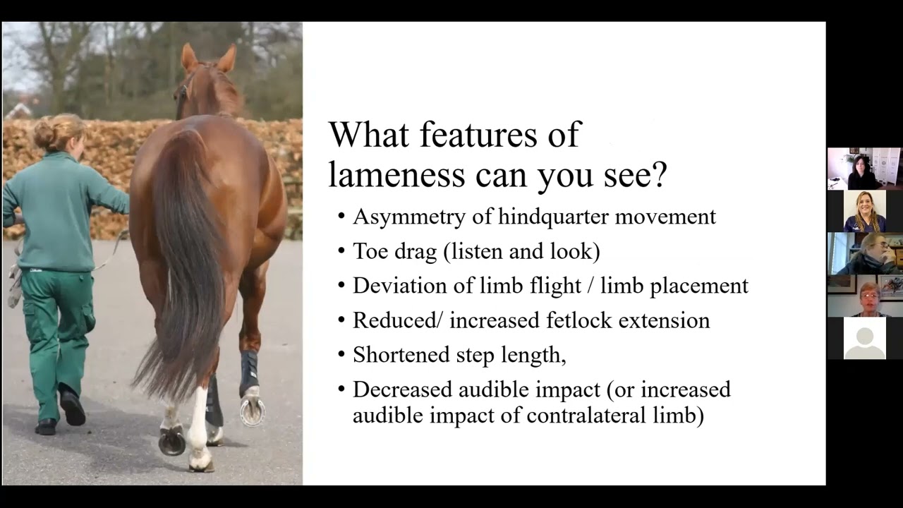 Why diagnostic analgesia is essential for lameness diagnosis in many horses with SUE DYSON