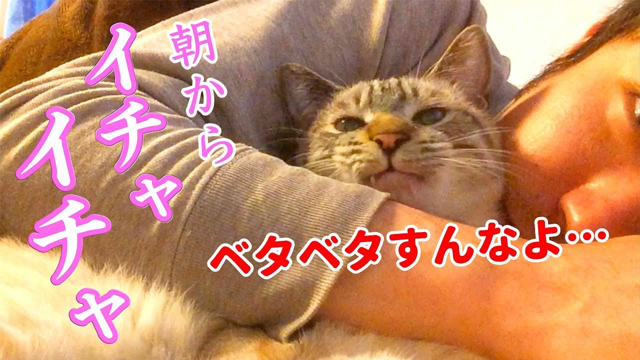 朝起きたら隣に猫が寝てたので好き放題やっちゃいました
