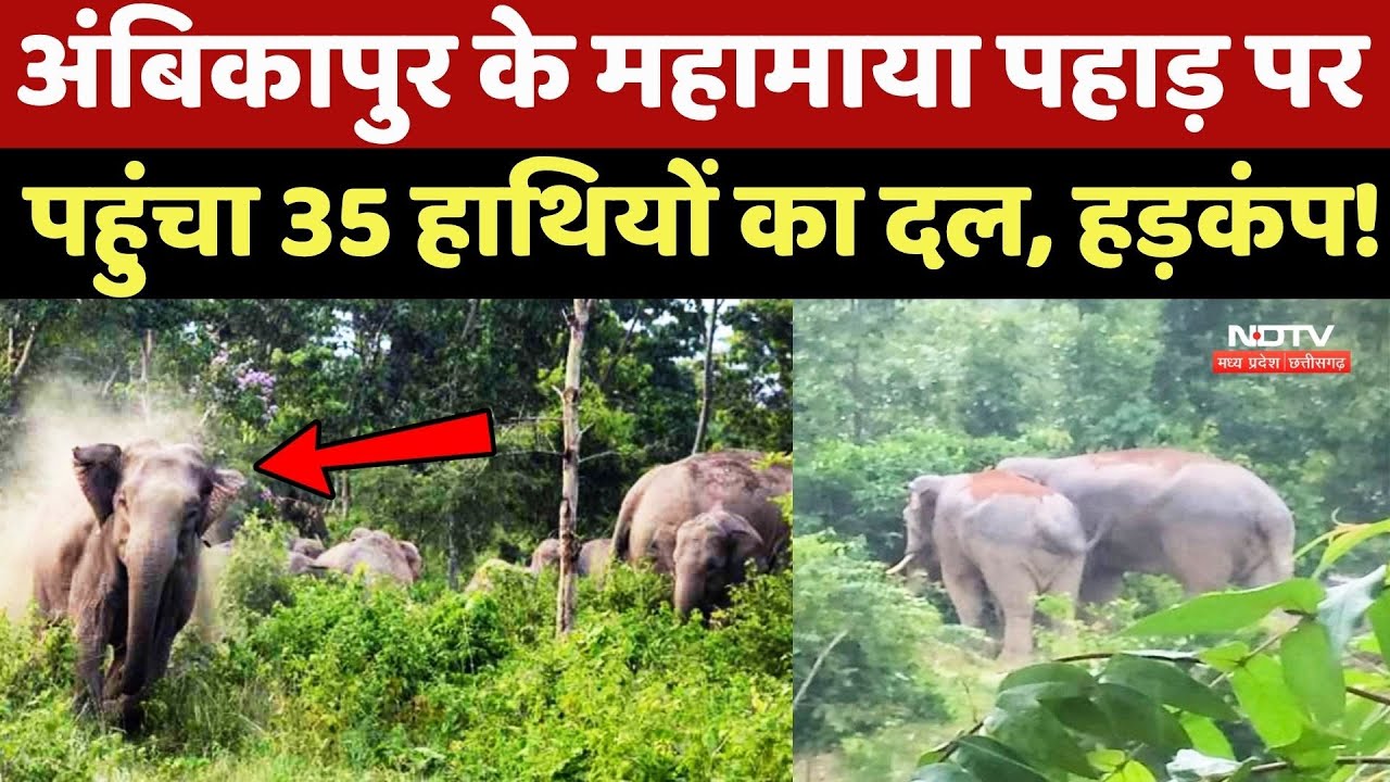 Elephant Attacks: Ambikapur के महामाया पहाड़ पर पहुंचा 35 हाथियों का दल, मचा हड़कंप! Chhattisgarh News