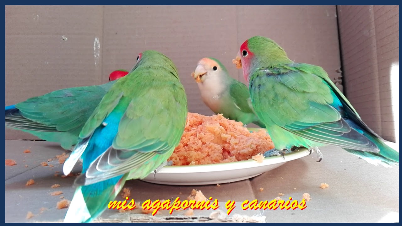 MI DESAYUNO Y EL DE MIS AGAPORNIS Y CUAL ES TU DESAYUNO?
