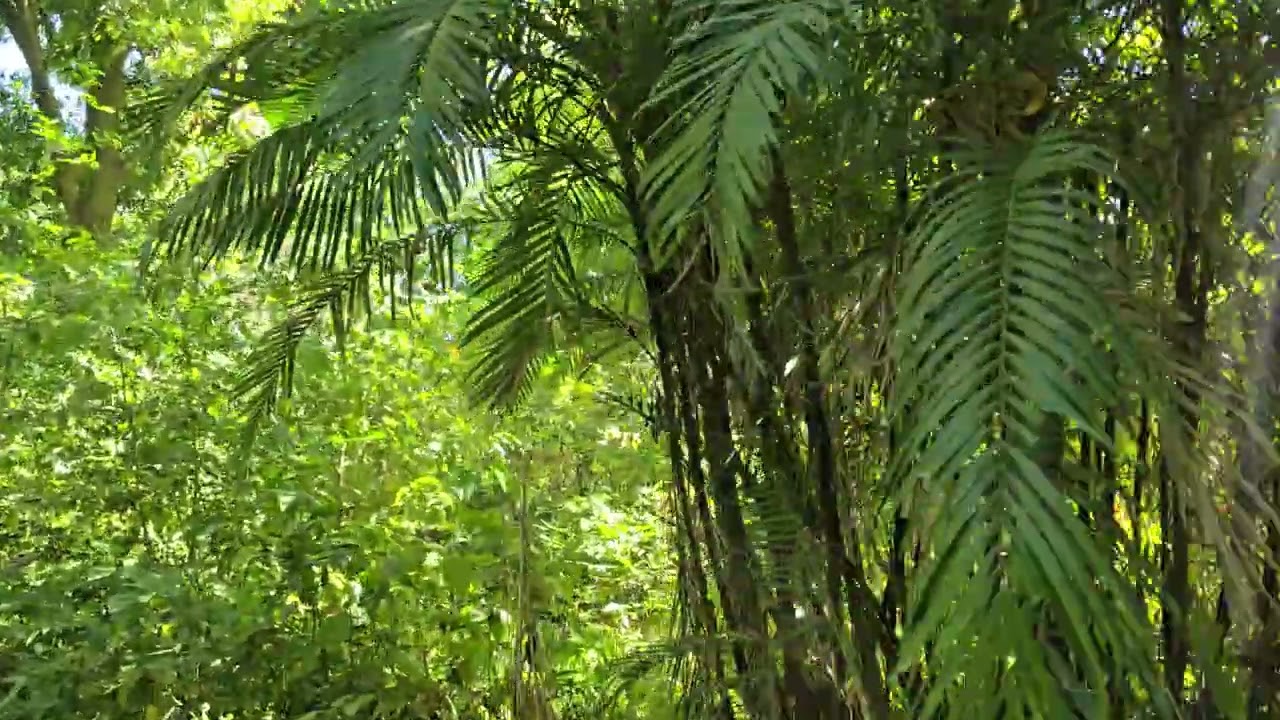 Un Exuberante Bosque en Medio de Una Calurosa Ciudad un Contraste Muy Interesante 