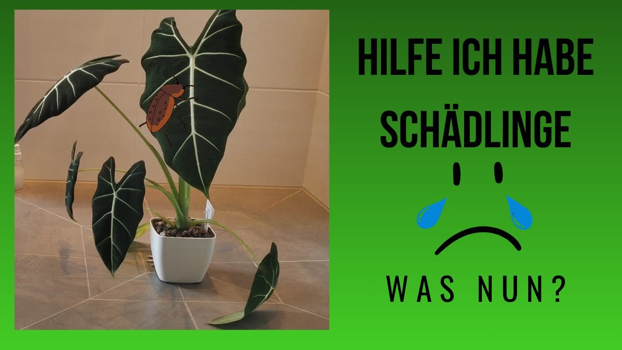 OMG meine Pflanzen haben Schädlinge 😱!!! Was du tun kannst um sie wieder loszuwerden...