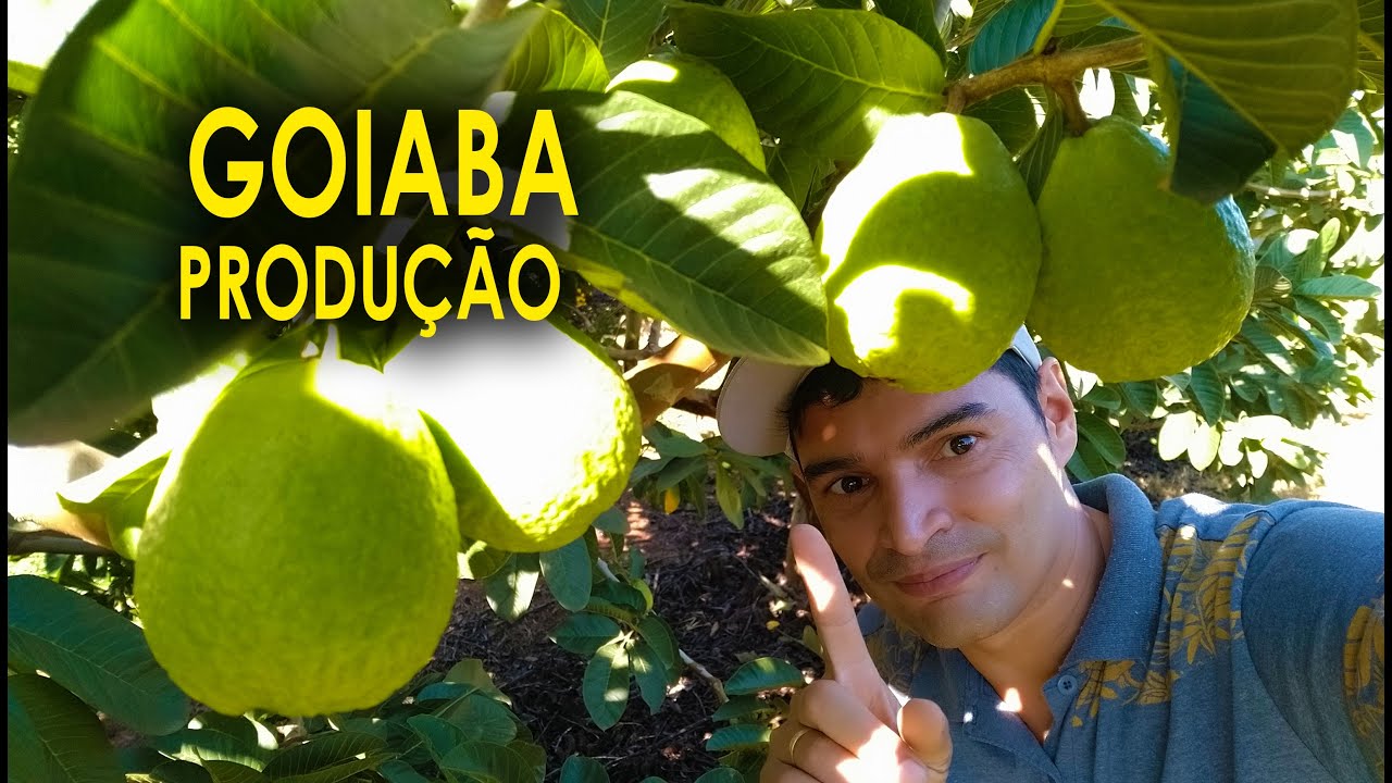 Goiaba, Produção, Poda Continua e Cultivo de Pequena a Grande Escala