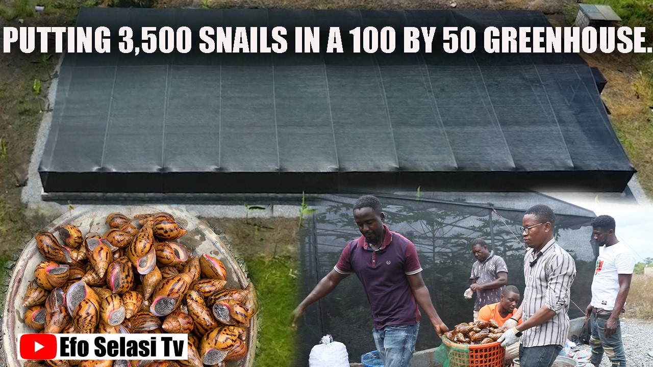 YOU NEED TO SEE THIS FARM IN GHANA || PUTTING 3,500 SNAILS IN A GREENHOUSE SNAIL FARM IN GHANA.
