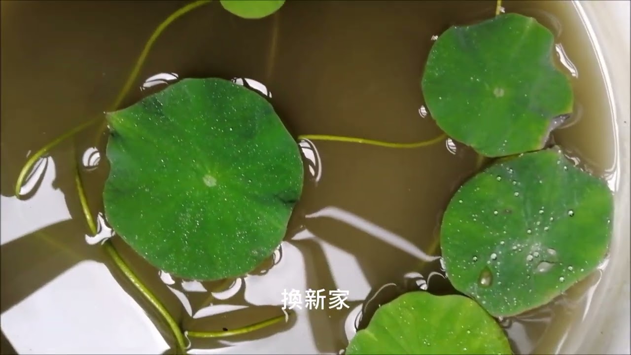 2023後悔種碗蓮 放棄