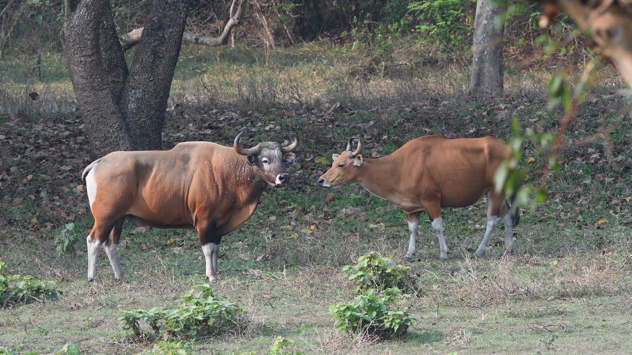 Wild Banteng Cattle March 2021 Thailand