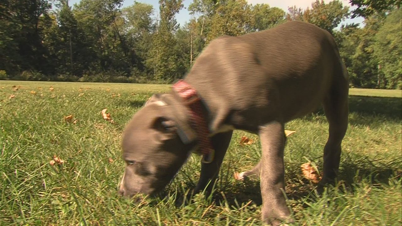 Canine Parvo Virus