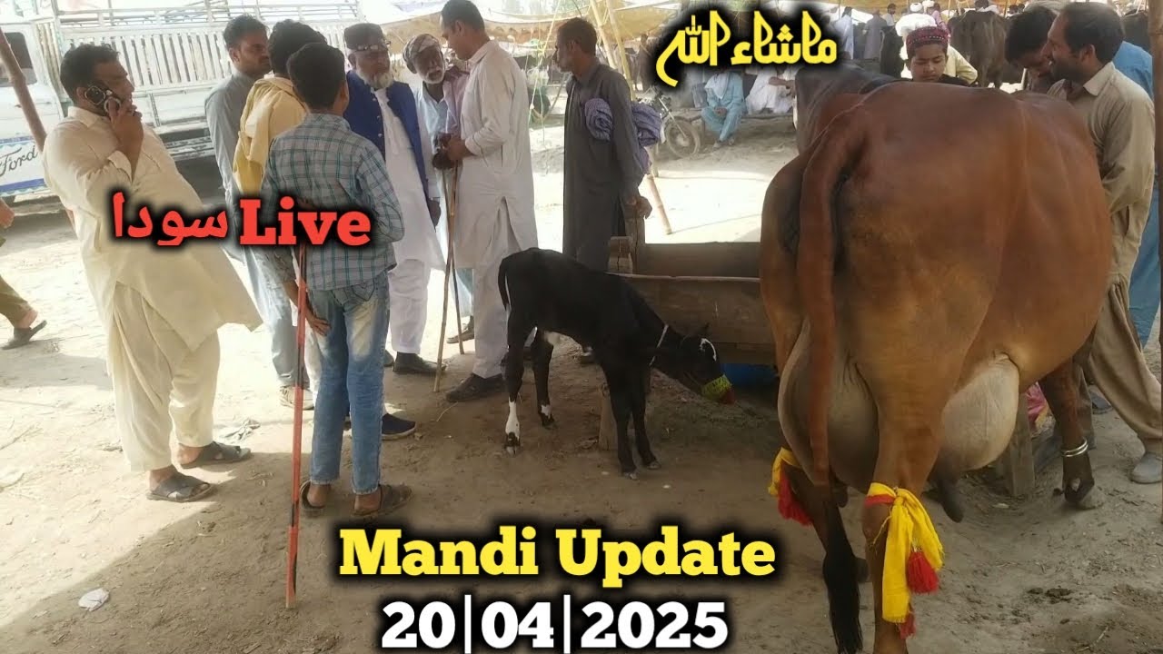 Latest update Gujrat Mandi |لیٹر دودھ دینے والی خوبصورت گاے30 ماشاءاللہ| Gujrat Mandi in Pakistan