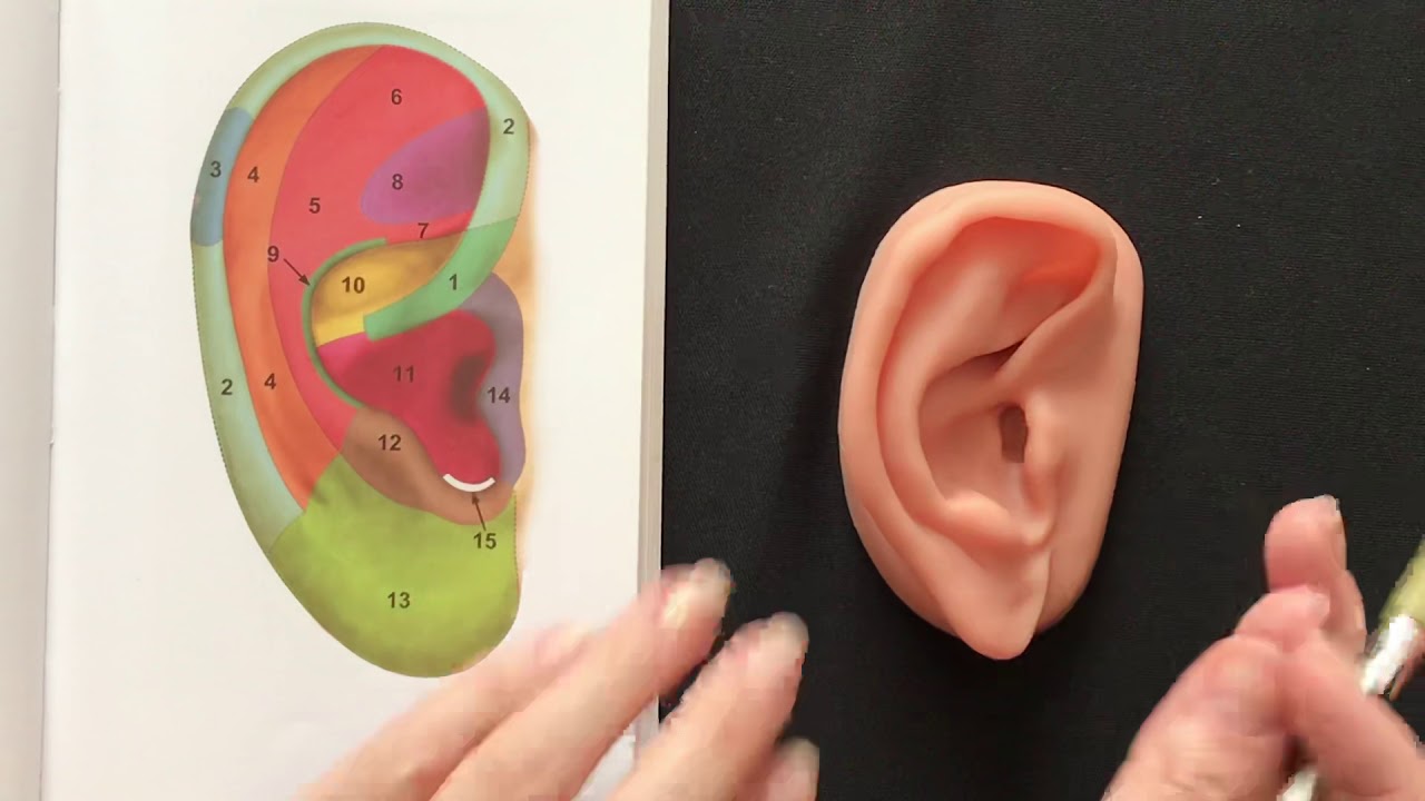 Conhecendo Anatomia da Orelha