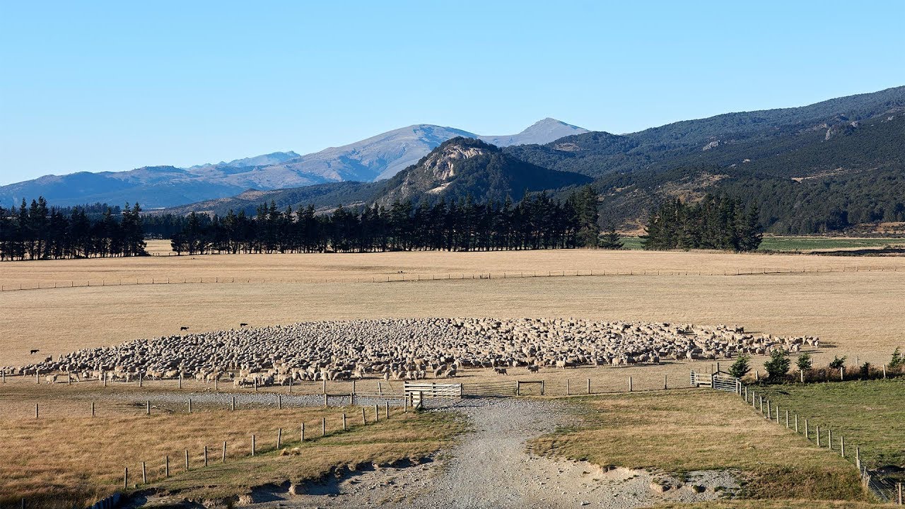 IKEA &ndash; A journey towards 100% responsibly sourced wool