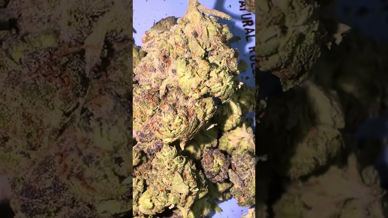 Jungle Cake Strain Review 🍰 | THCA King&rsquo;s Potent Flower &ndash; Effects & Flavor Unveiled!