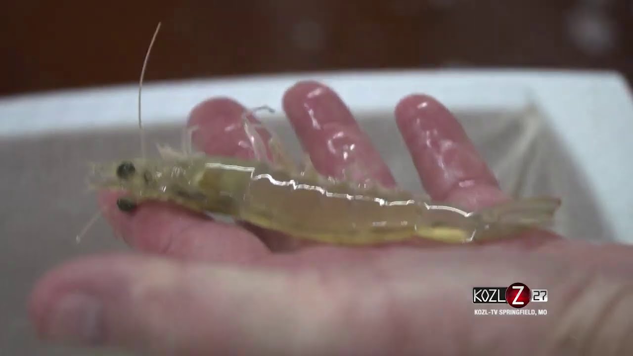Clear Water Shrimp - Neosho, MO