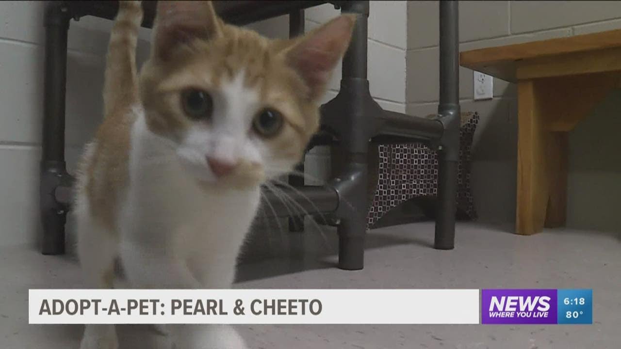 Adopt A Pet: Pearl and Cheeto in Washington County
