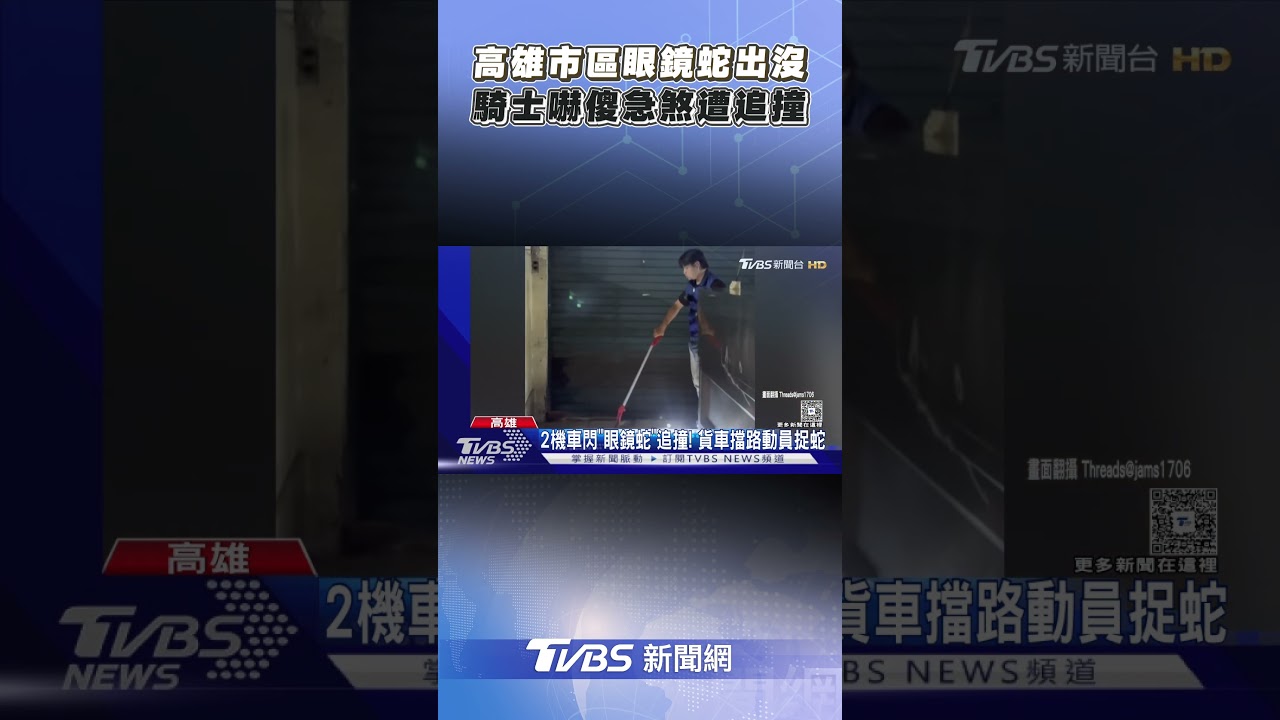 高雄市區眼鏡蛇出沒！　騎士嚇傻急煞遭追撞｜TVBS新聞｜擠看看　#shorts