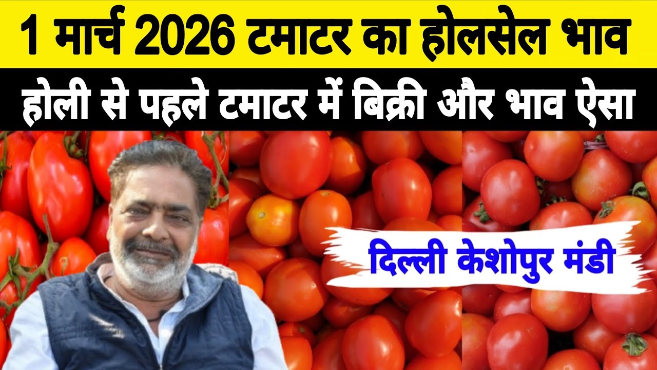 1 Marc 2026 Delhi 🍅 टमाटर होलसेल भाव | Keshopur Mandi | Today Tomato Rate #tamatar #tamatarmandi