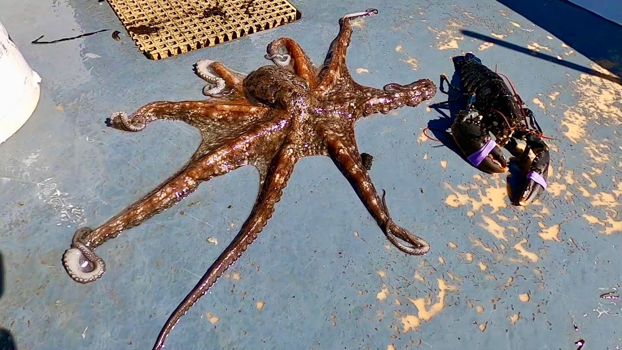 Octopus Eating my Lobsters - Catch Clean Cook Octopus!
