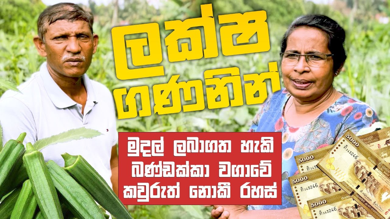 ලක්ෂ ගණනින් මුදල් ලබා ගත හැකි බණ්ඩක්කා වගාවේ කවුරුත් නොකී රහස් | Farming with life | Sinhala