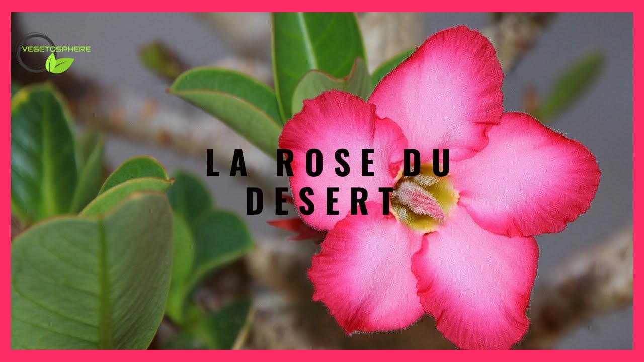 Adenium, la rose du désert! #garden #adenium #flowers #vegetosphere