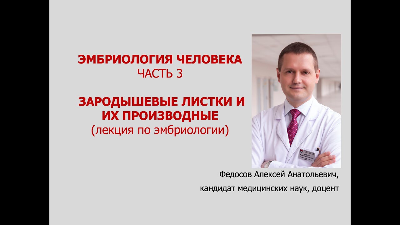 ЭМБРИОЛОГИЯ ЧЕЛОВЕКА. Ч. 3. ЗАРОДЫШЕВЫЕ ЛИСТКИ И ИХ ПРОИЗВОДНЫЕ (лекция по эмбриологии)