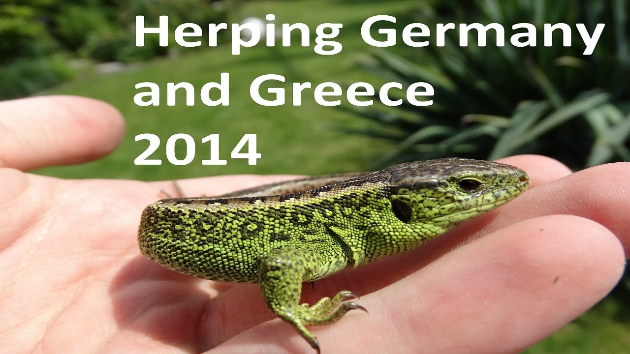 Herping / catching wild Reptiles and Amphibians in Germany and Greece 2014 [FullHD]
