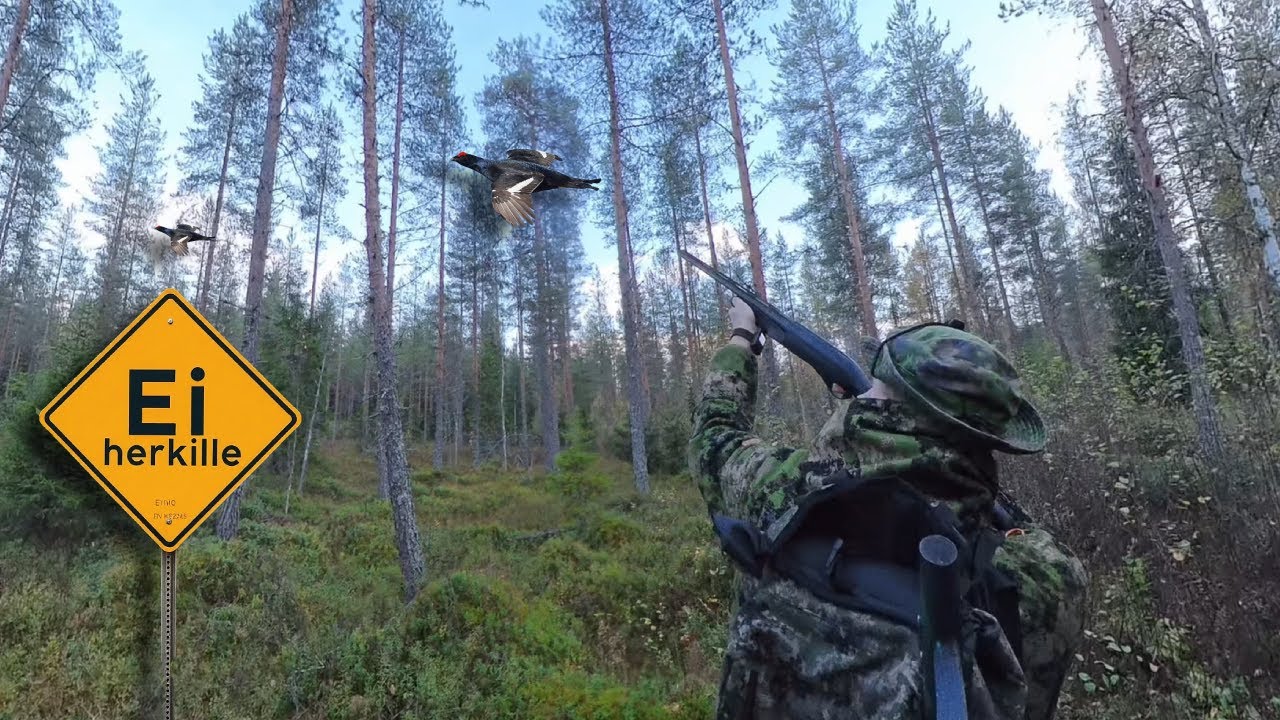 KANALINNUN METS&Auml;STYST&Auml; |ER&Auml;MAAN KYNT&Auml;J&Auml;