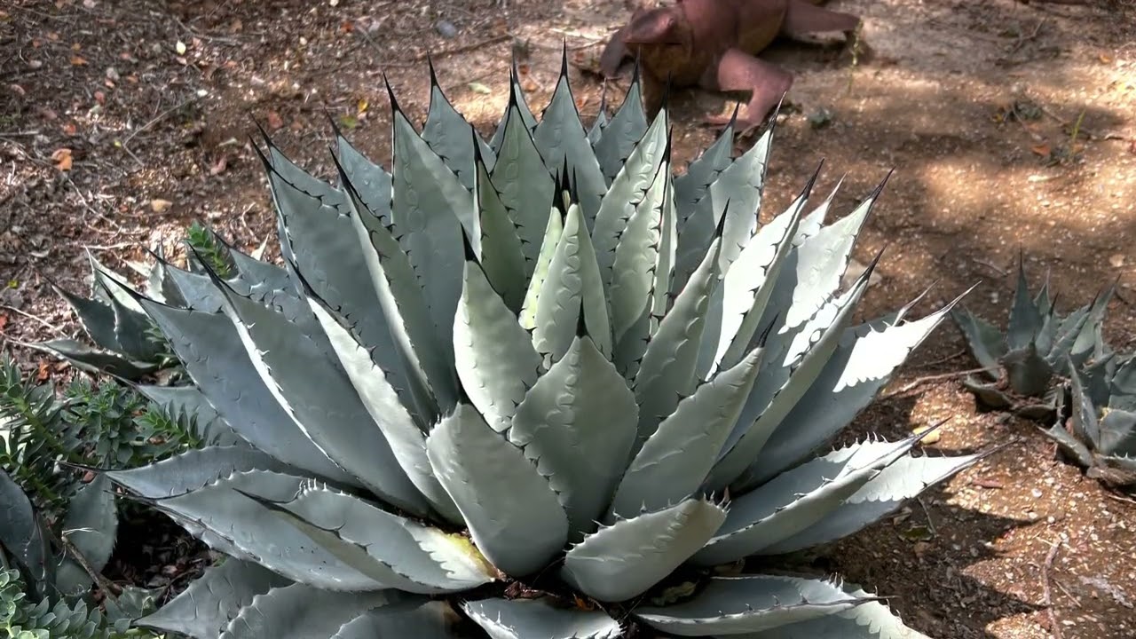 Perryi Agave