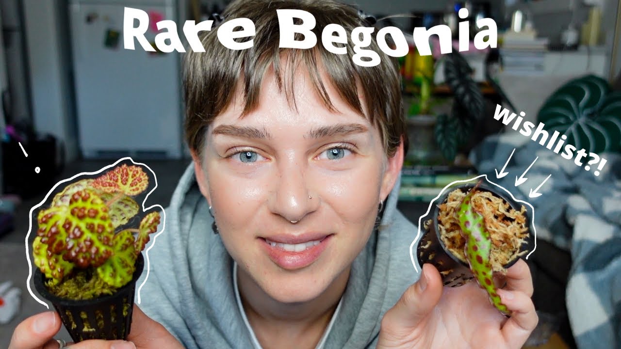 Rare Begonia Unboxing!! Begonia flora (Canadian Plant Shop) | ANOTHER wishlist plant? 🌱