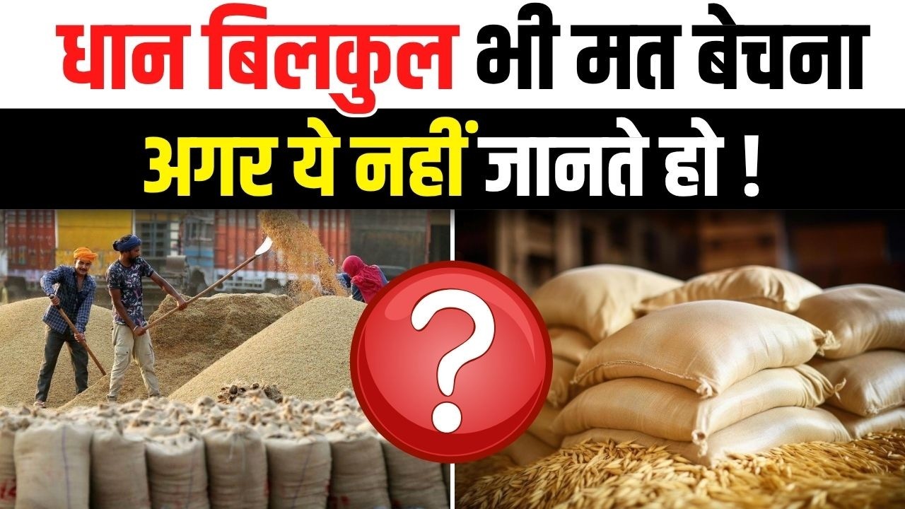 धान बेचने वाले किसान सावधान, धान मत बेचना अभी |  dhan mandi rate