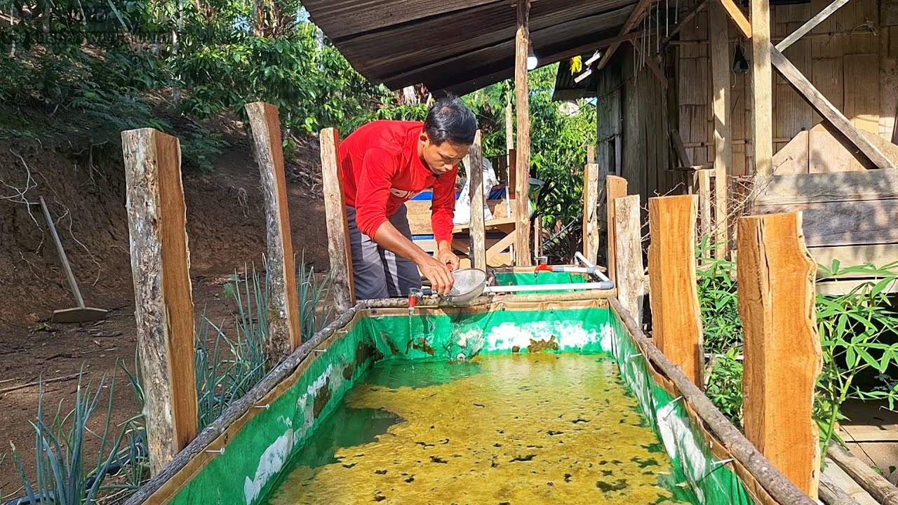 Kehidupan Nyata, Aku pisahin Ikan Lele, Dan Pergi Kepasar Belanja Untuk Keluarga