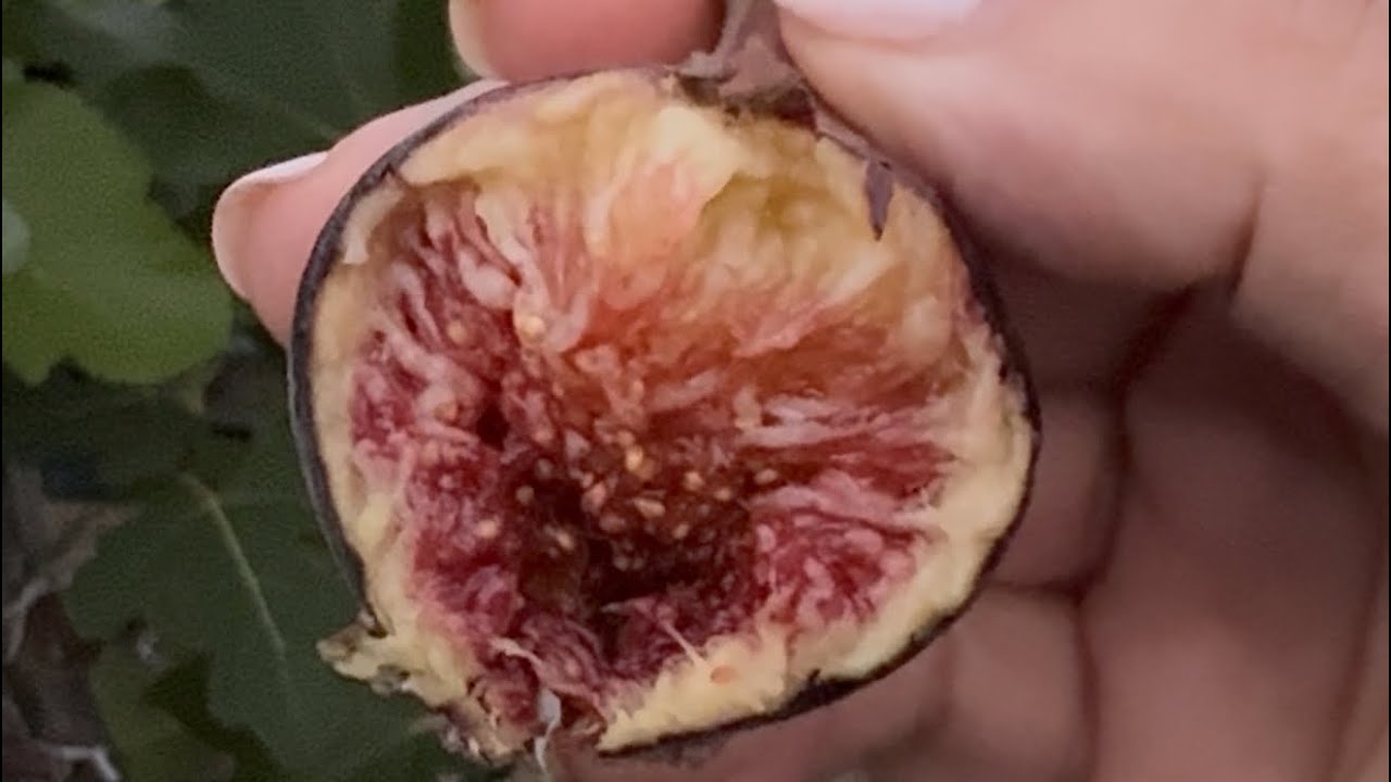 Raspberry Latte Fig - OMG!!!🤯