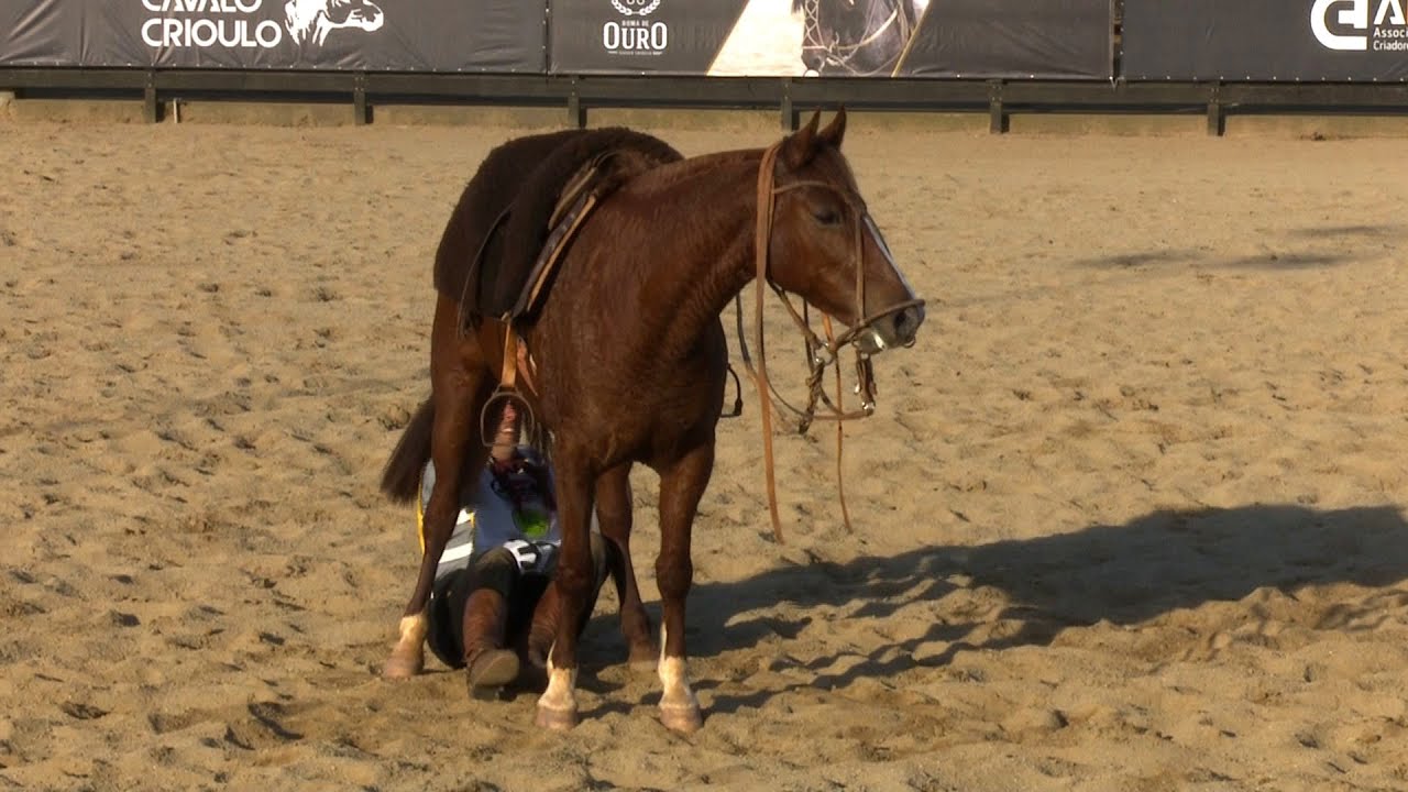 Felipe Santos - 1º Lugar na Doma de Ouro 2016