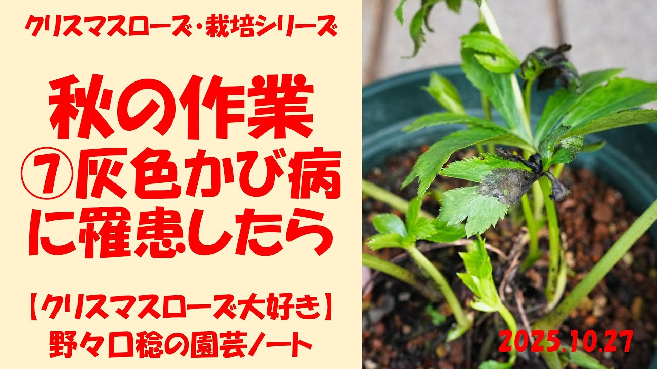 2025.10.27 秋の作業 ⑦灰色かび病に罹患したら
