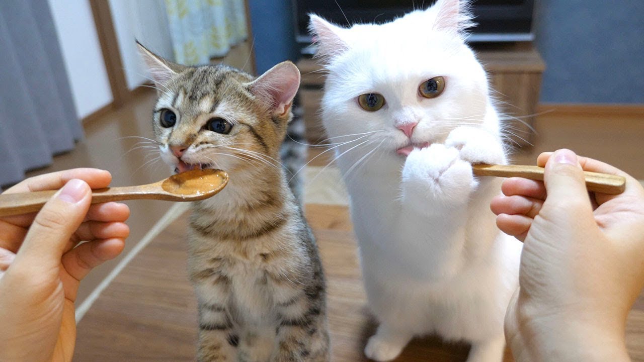 美味すぎるおやつの虜になってしまった猫たち！