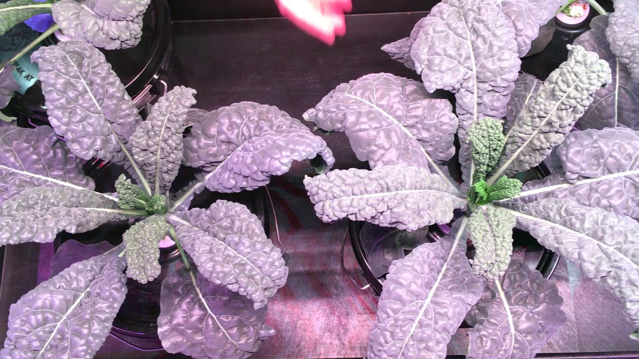 Black Magic Kale grown via the Kratky Hydroponic Method