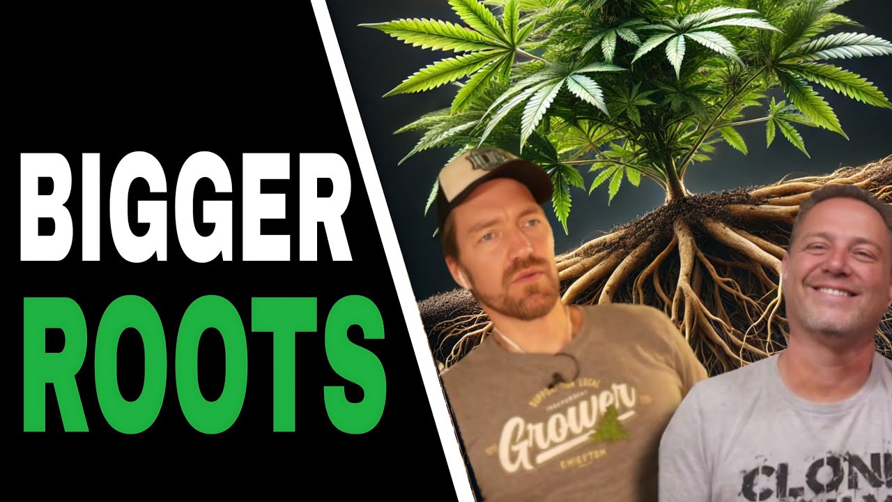Cannabis Growing Tips for Bigger Roots and Better Fruits