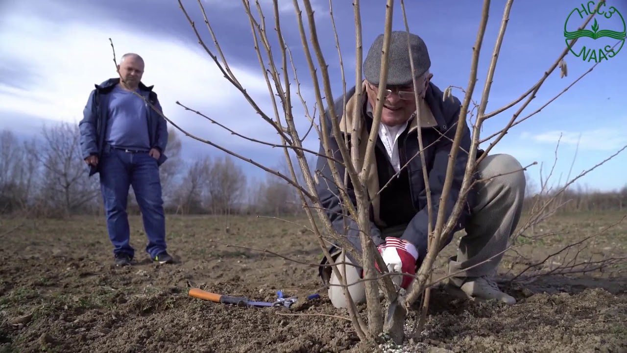 Резитба при храстовидни лешници (Corylus avellana) - втора част
