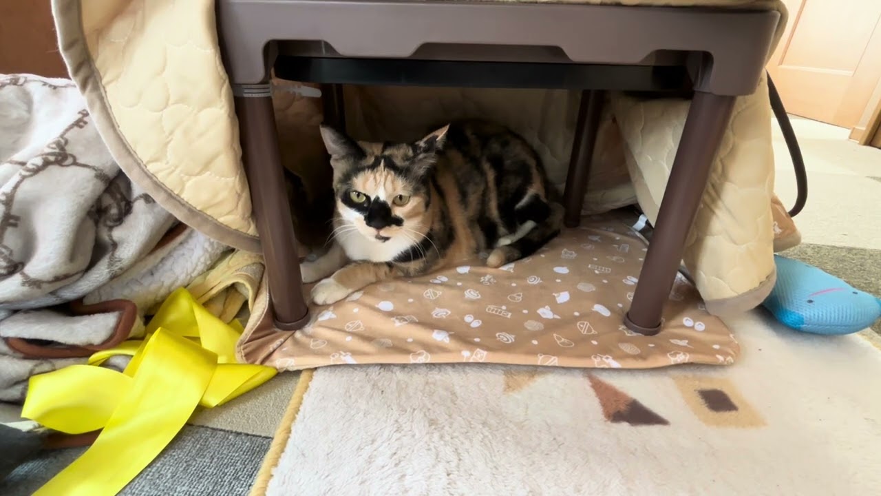 新入りコタツを内見するねこ