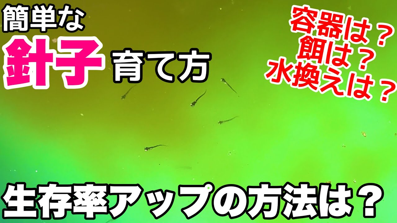 メダカの針子の育て方！生存率アップは○○が一番重要です！メダカ睡蓮ビオトープ