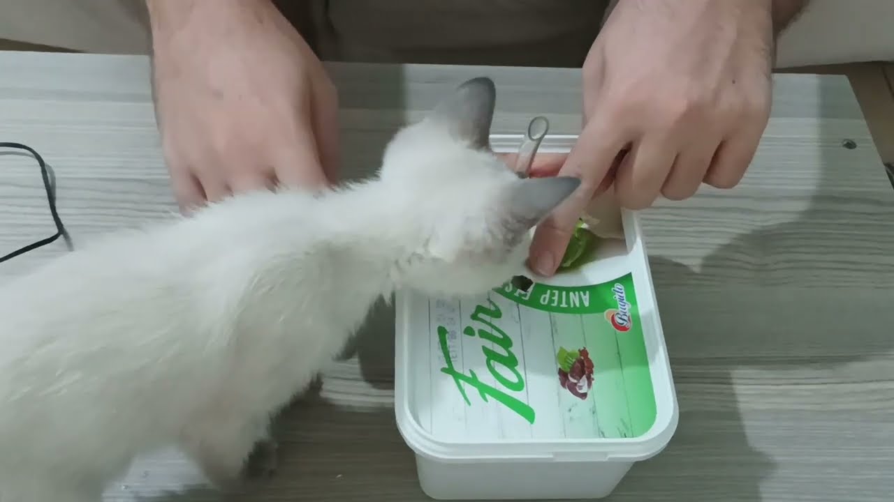 Kediler İçin Evde Su Pınarı Yapımı | DIY Cat Water Fountain – Easy, Cheap & Healthy