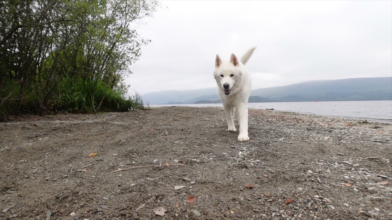Korean Jindo time at Luss Scotland