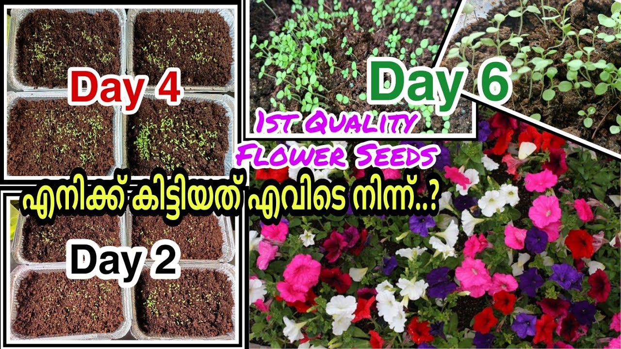 പെറ്റൂണിയ വിത്ത് ഇങ്ങനെ പാകൂ 100% Germination | Petunia Seeds germination within 2 Days