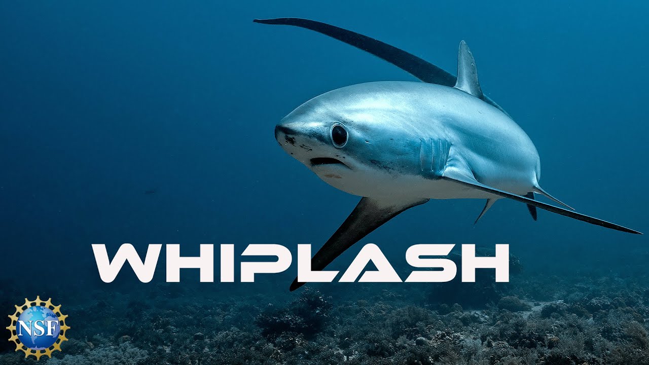 [Thresher Shark] Sleek, Poetic ... and Deadly