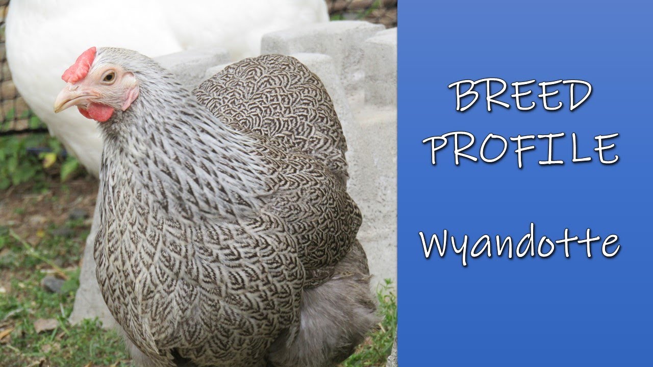Breed Profile - Wyandotte