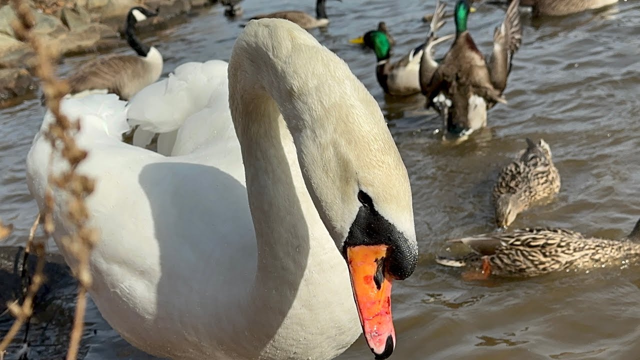 Sitting & Feeding The Swan Pair (OutKast) Along With Ducks & Geese! February 19, 2023