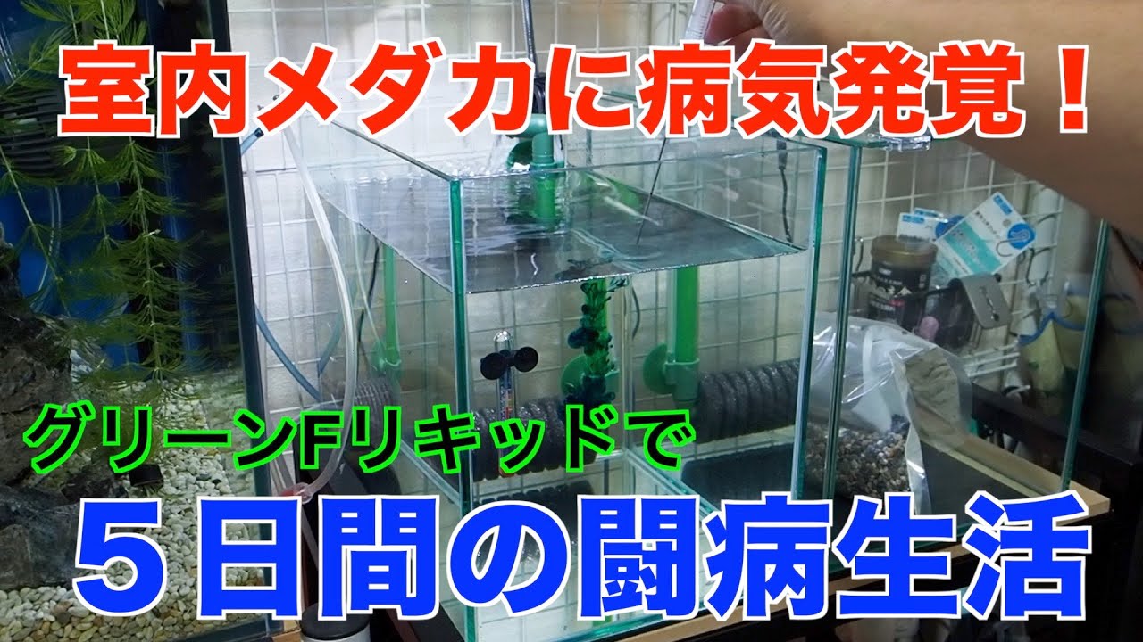 室内飼育しているメダカが尾ぐされ病に感染！早期発見・治療ならたった５日で完治！