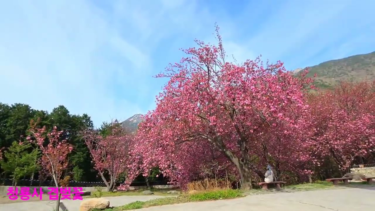 사천 청룡사 겹벚꽃 2026.4.12.