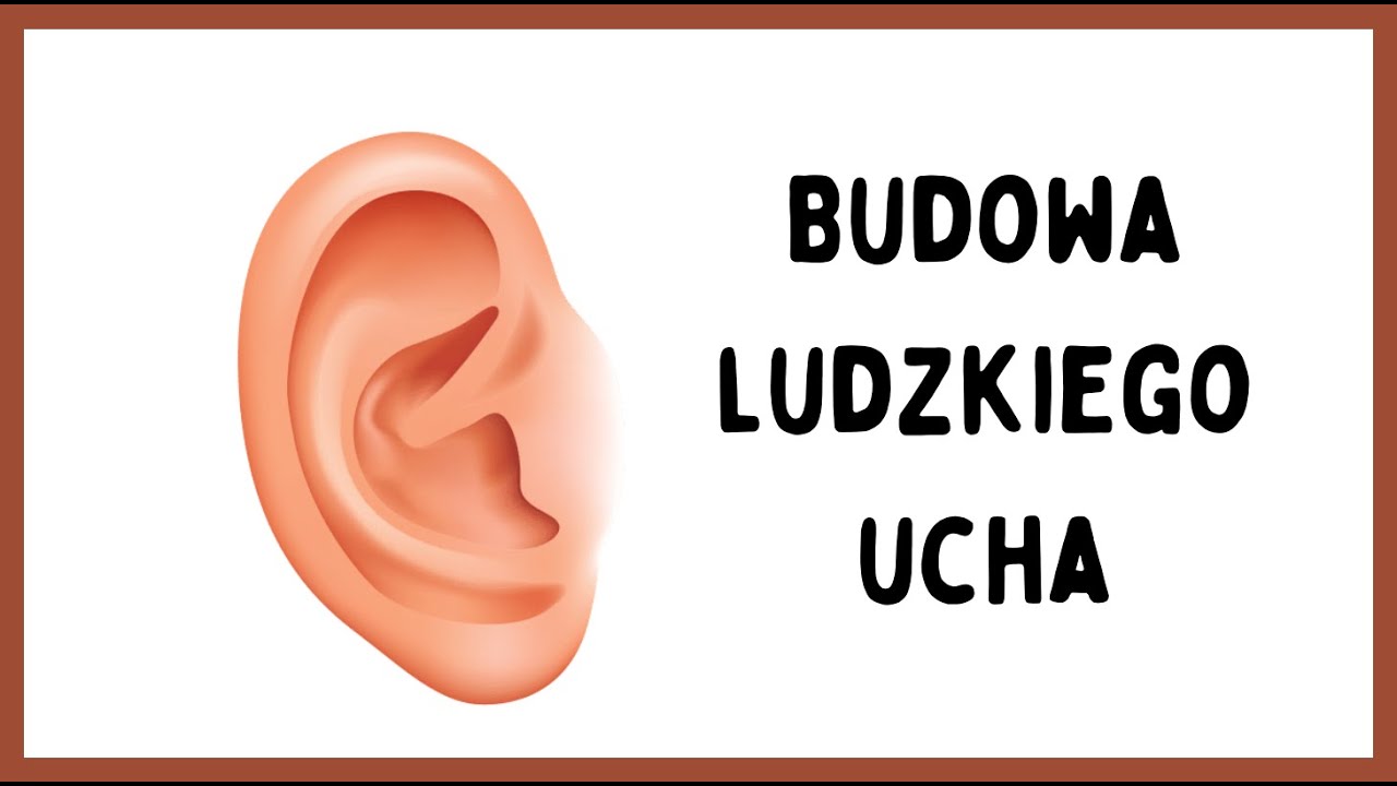 Budowa ludzkiego ucha - lekcja biologii - lekcja anatomii