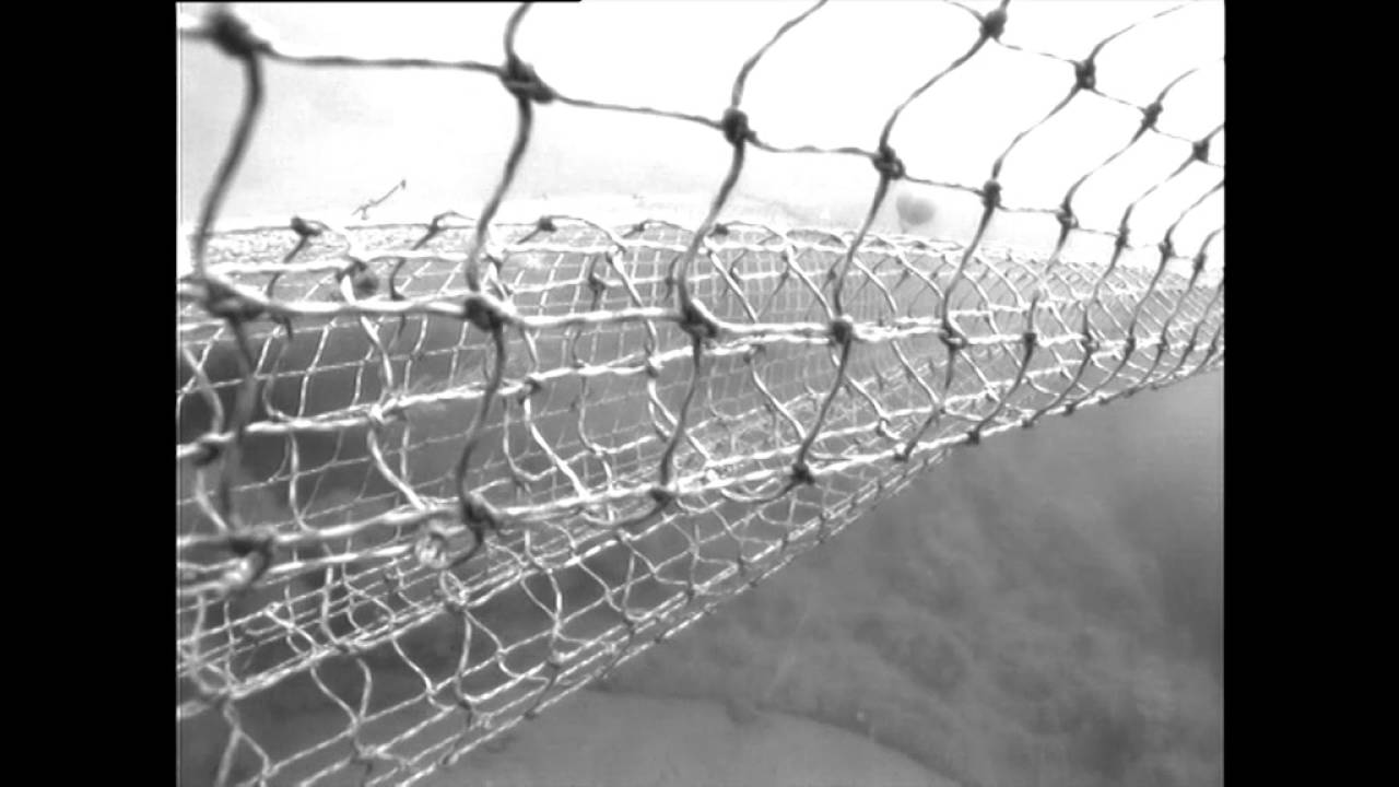 New Groundbreaking Footage of Fishing Gear Selectivity Trials